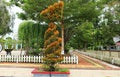 ornamental plant with red shoots in the shape of the name of Allah in Arabic letters