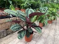 Rose painted Calathea lat.- Calathea Roseopicta