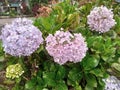 ornamental plant similar to Kembang Bokor or Hydrangea macrophylla with three different colors