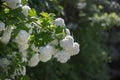 Ornamental Plant Snowball Viburnum White Flowers