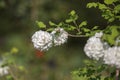 Ornamental Plant Snowball Viburnum White Flowers