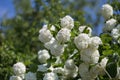 Ornamental Plant Snowball Viburnum White Flowers