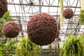 Ornamental plant Sphere multi-colored flower decorations hung on steel beams. Royalty Free Stock Photo
