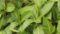 Ornamental plant striped leaves