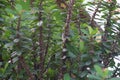 an ornamental plant with thorns on its stem called Euphorbia milii taken from a low angle Royalty Free Stock Photo