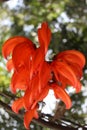 Ornamental plant Tiger nail flower or Flame of irian Orrchid (Mucuna Novaeguineae