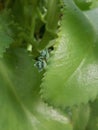 An ornamental plant with a unique shape, there are two saplings on the edges of its wide leaves, its name is Cocor Bebek