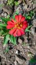 The ornamental plant zenia flower or zinnia flower is blooming in the garden.