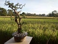 Ornamental plants adjoining rice field bunds