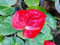 Colorfull and beautifule ornamental plants flowers backgrounds anthurium