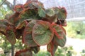 beautiful hanging red leaf plant in pot in outdoor garden