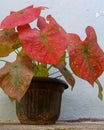 The ornamental plants called Caladium red green spider