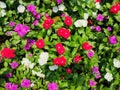 Ornamental plants with colorful vinca flowers blooming in the garden