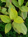 ornamental plants with creative unique patterns with colors in yellow and green