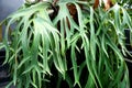 Ornamental Plants of Deer Antlers or Platycerium Bifurcatum