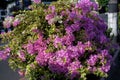 Ornamental plants that are deliberately planted on the roadside with purple flowers thrive