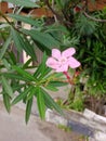 ornamental plants, dominant green leaves, pink flowers, unique, beautiful
