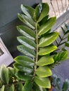 ornamental plants, dominant green leaves, shiny, unique.