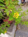 ornamental plants, dominant green leaves, yellow flowers, unique, beautiful