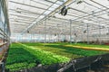 Ornamental plants and flowers grow for gardening in modern hydroponic greenhouse nursery or glasshouse, industrial horticulture Royalty Free Stock Photo