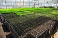 Ornamental plants and flowers grow for gardening in modern hydroponic greenhouse nursery or glasshouse, industrial horticulture