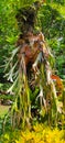 Ornamental plants in the form of deer antlers - stock photo Royalty Free Stock Photo