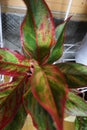 Ornamental plants are green red with wide foliage and planted in white pots and are very aesthetic. This photo is suitable for use Royalty Free Stock Photo