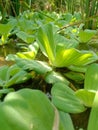 Ornamental plants that grow on water, Indonesian people call it apu apu Royalty Free Stock Photo