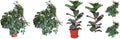 Ornamental plants