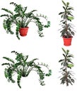 Ornamental plants