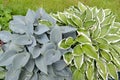 Ornamental plants Khosta Funkiya, grade of Francee and Canadian blue Royalty Free Stock Photo