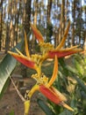 ornamental plants in the Mangunan forest Royalty Free Stock Photo