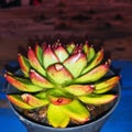 ornamental plants of the mini cactus type in pots