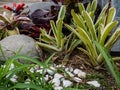 Ornamental plants with natural stone decorations for a small garden at home