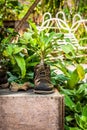 Ornamental plants on old shoes