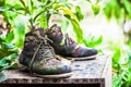 Ornamental plants on old shoes