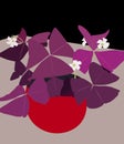 Ornamental plants Oxalis Triangularis Butterfly Flower Royalty Free Stock Photo