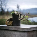 Ornamental plants in pots are a very refreshing room decoration