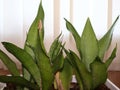 Ornamental plants Sansevieria or tongue-in-law green type in pots