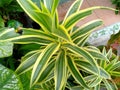 Ornamental plants with two very beautiful color combinations in the yard