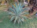 Ornamental plants with unique and attractive leaf shapes that grow in the front garden of the house. Royalty Free Stock Photo