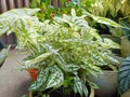 Ornamental plants with white and green taro leaves