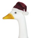 Ornamental plastic goose wearing Santa hat.