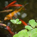 Ornamental pond