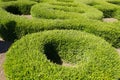 Ornamental pruning of evergreen boxwood in garden landscaping