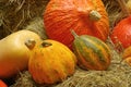Ornamental pumkin 05 Royalty Free Stock Photo