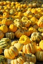 Ornamental pumkin Royalty Free Stock Photo