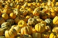 Ornamental pumkin Royalty Free Stock Photo