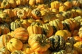 Ornamental pumkin Royalty Free Stock Photo