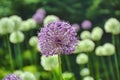 Ornamental purple Allium flower growing